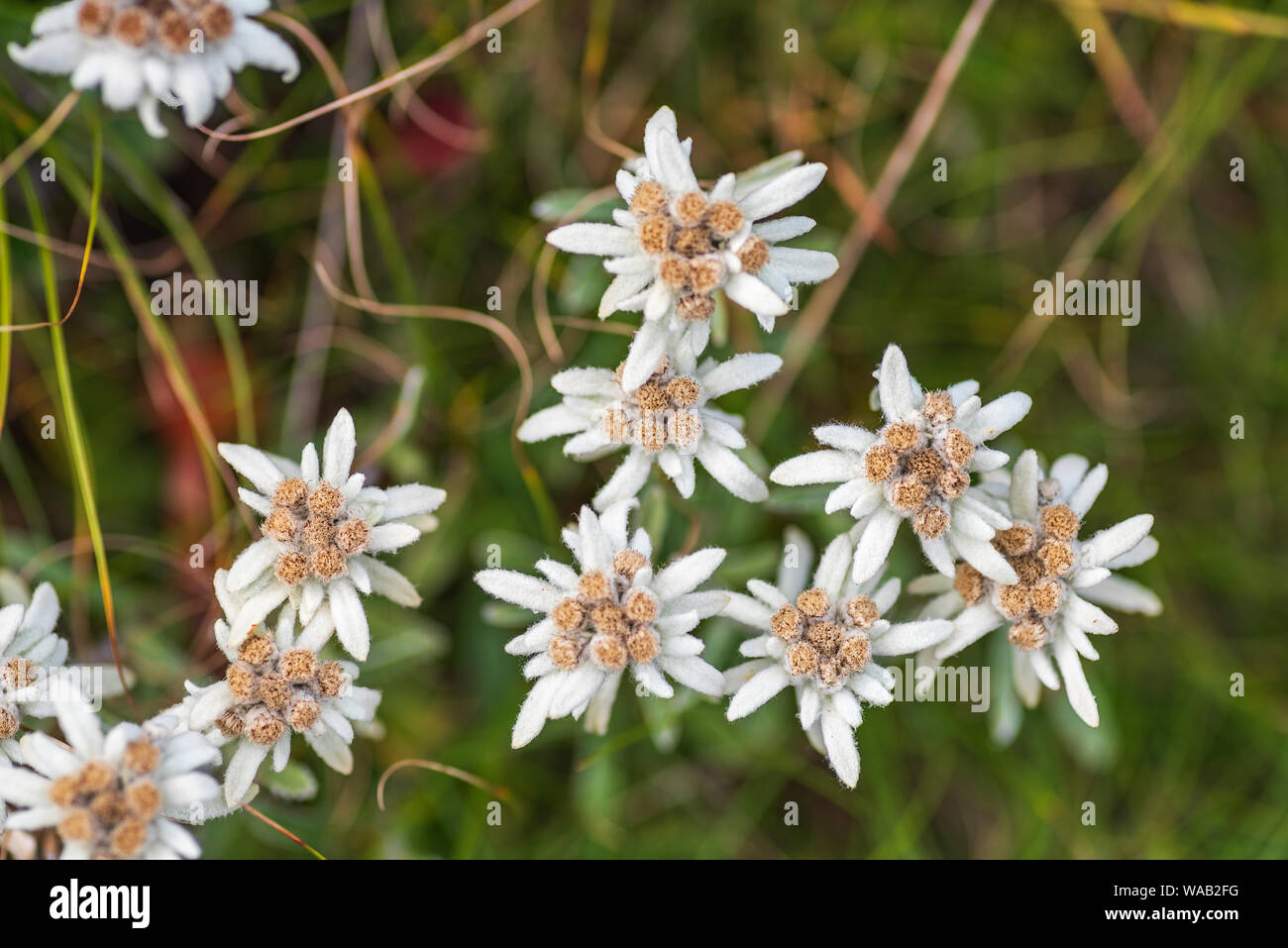 Leontopodium nivale, comunemente chiamato Edelweiss - famoso protetto di fiori di montagna Foto Stock