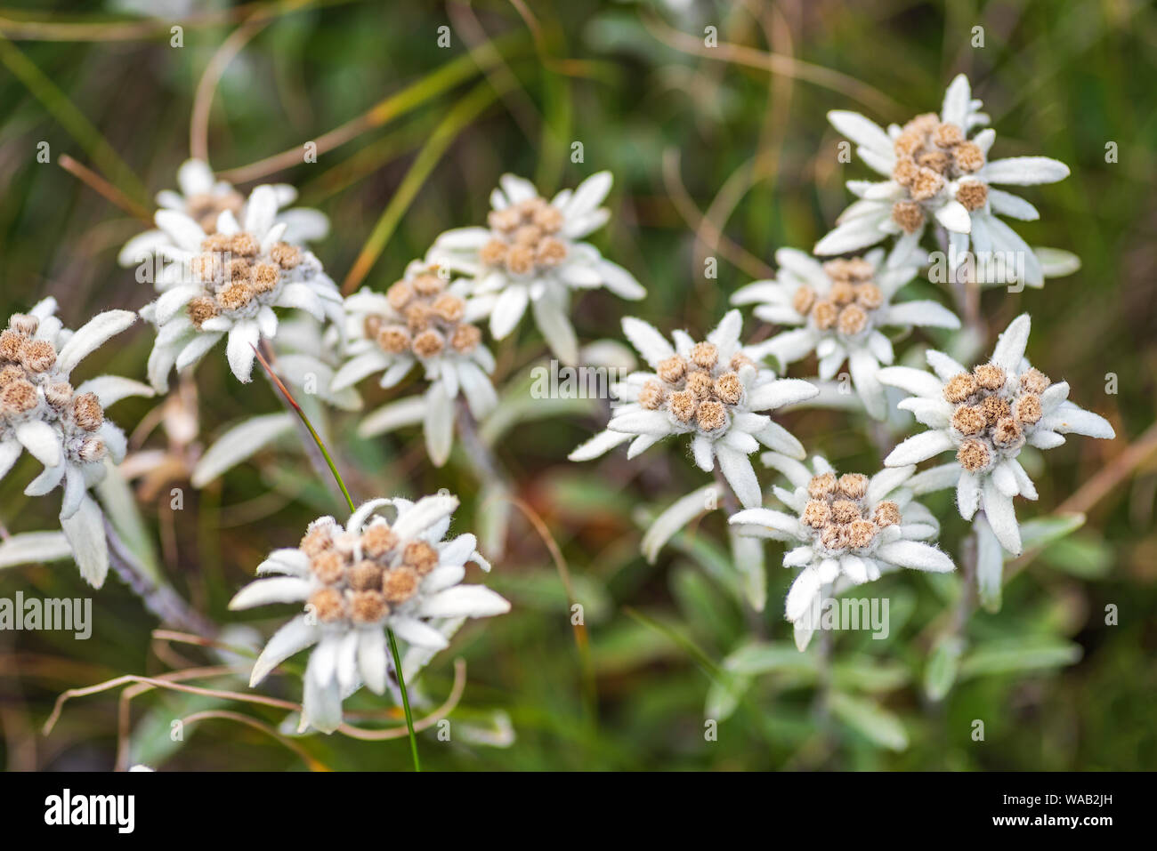 Leontopodium nivale, comunemente chiamato Edelweiss - famoso protetto di fiori di montagna Foto Stock