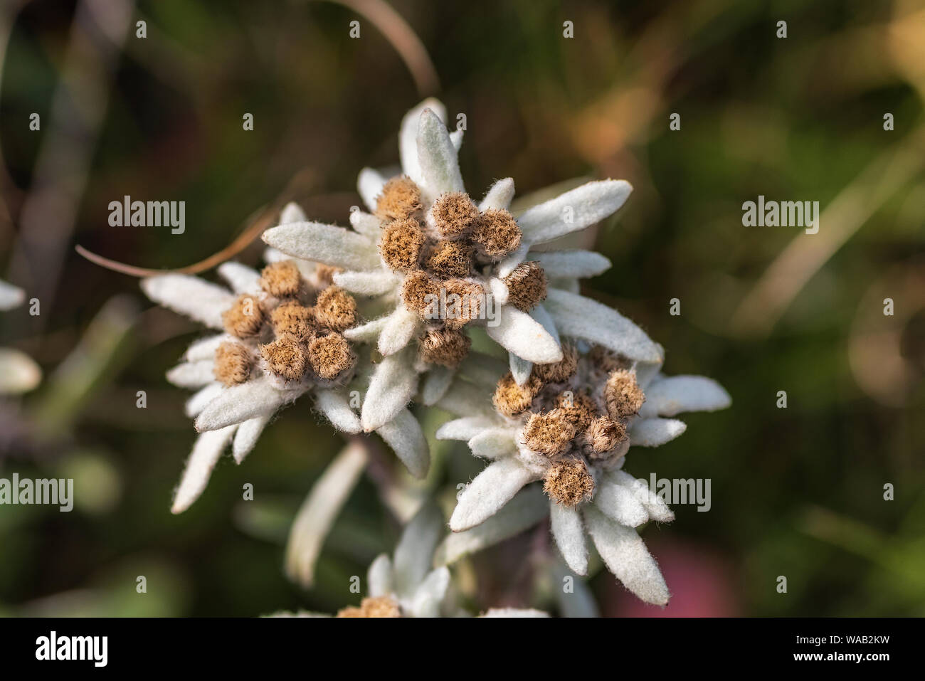 Leontopodium nivale, comunemente chiamato Edelweiss - famoso protetto di fiori di montagna Foto Stock