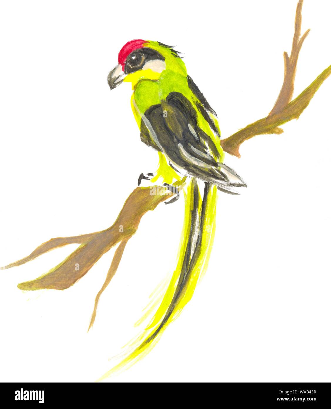 Parrot su un ramo. La pittura ad acquerello. Stile cinese Foto Stock