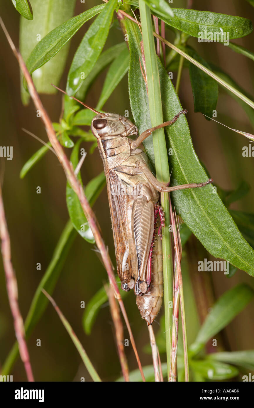 Two-Striped Grasshopper (Melanoplus bivittatus) ssp. Bivittatus Melanoplus femoratus. Foto Stock
