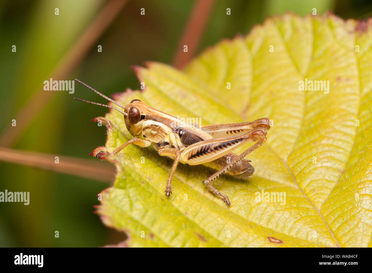 Sperone-throated Grasshopper Melanoplus (sp). Foto Stock