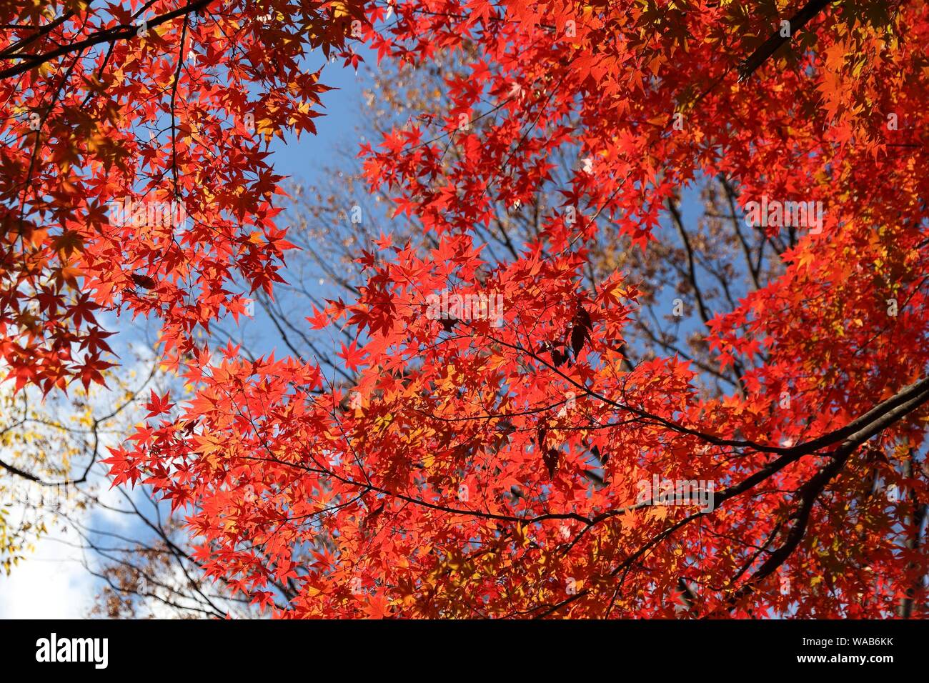 Autunno in Tokyo, Giappone - foglie di acero di Koishikawa Korakuen Garden. Foto Stock