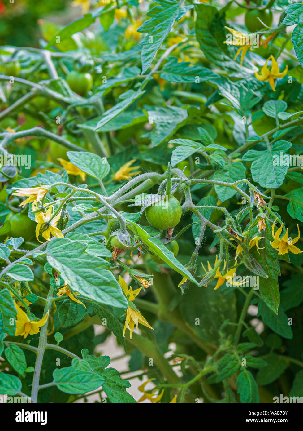 Pomodori, Tumbling Toms (Solanum lycopersicum Tumbling Tom) che cresce in un cestino appeso in un giardino di cucina Foto Stock