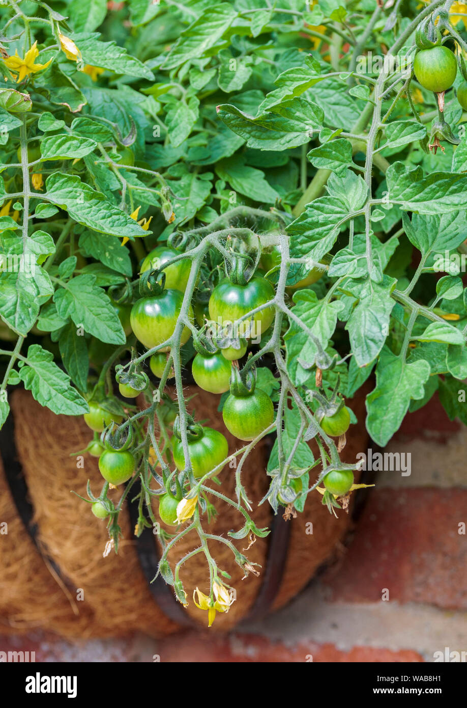 Pomodori, Tumbling Toms (Solanum lycopersicum Tumbling Tom) che cresce in un cestino appeso in un giardino di cucina Foto Stock