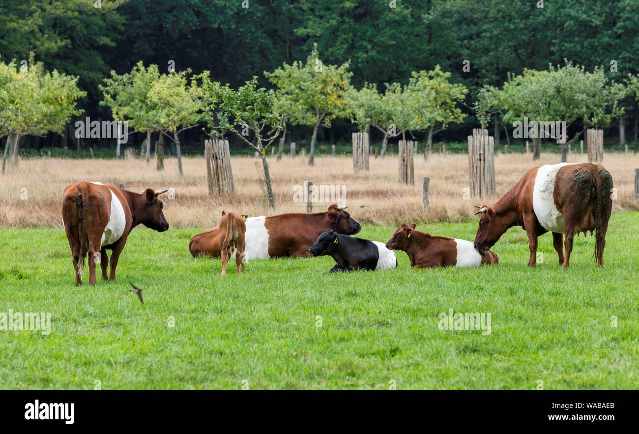Cascina è chiamato dopo il tradizionale bestiame olandese de Lakenvelder, significando l'olandese Belted. Un olandese Belted non hanno macchie colorate e non è né monocromatica come altre razze di bovini Foto Stock