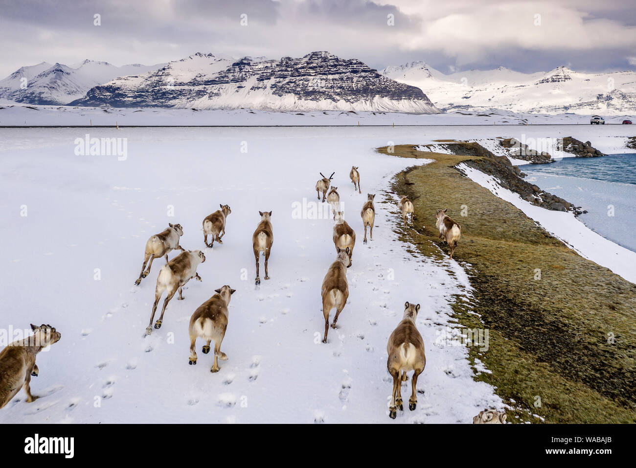 Renne selvatiche in esecuzione, Vatnjokull National Park, Islanda Foto Stock