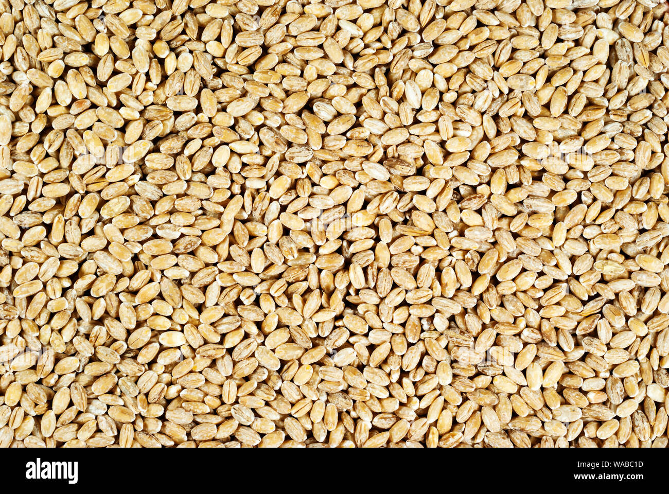 Background e texture - orzo perlato grano Foto Stock