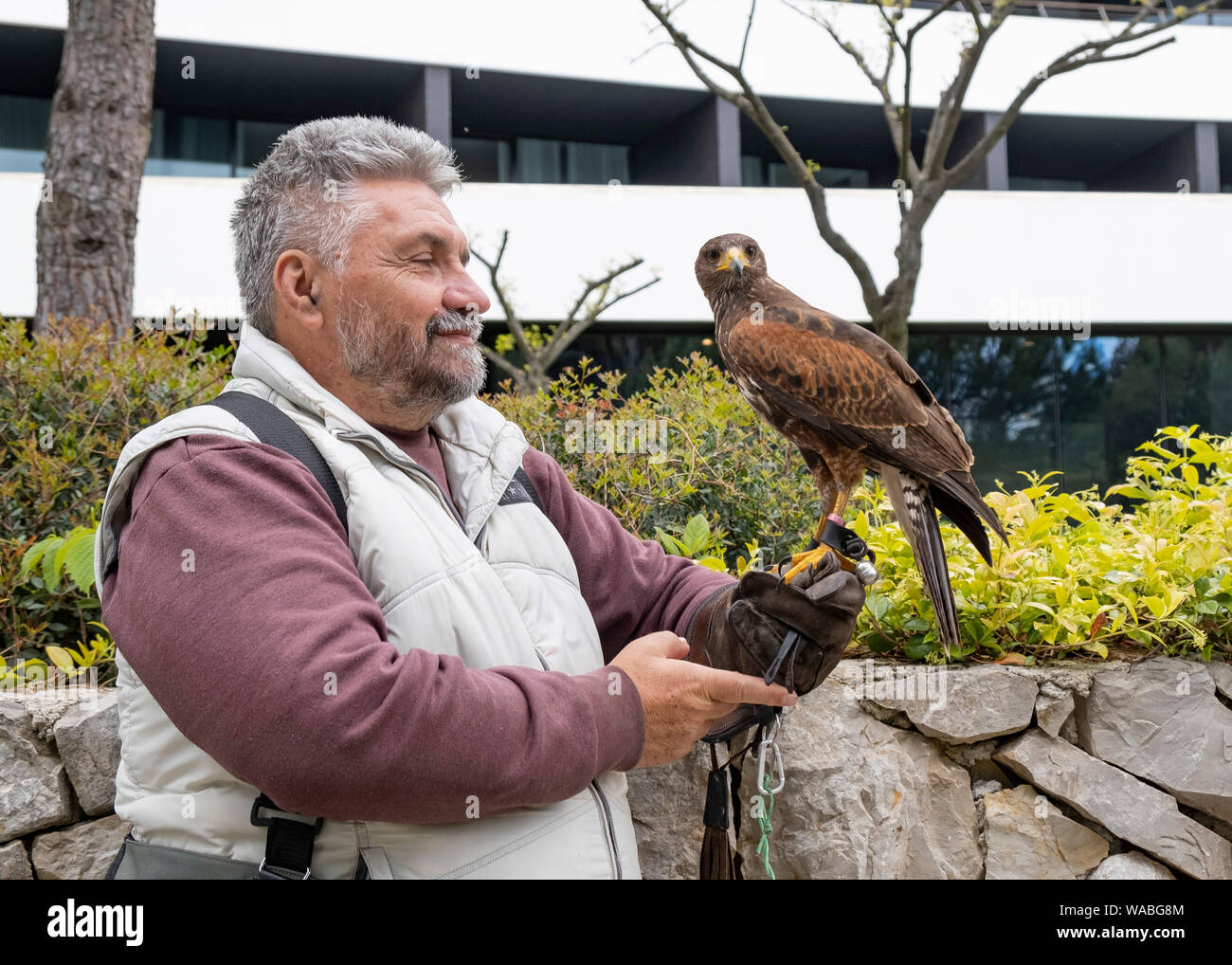 Dipendente di hotel con hawk per scacciare i gabbiani, Rovigno, Istria, Croazia. Foto Stock