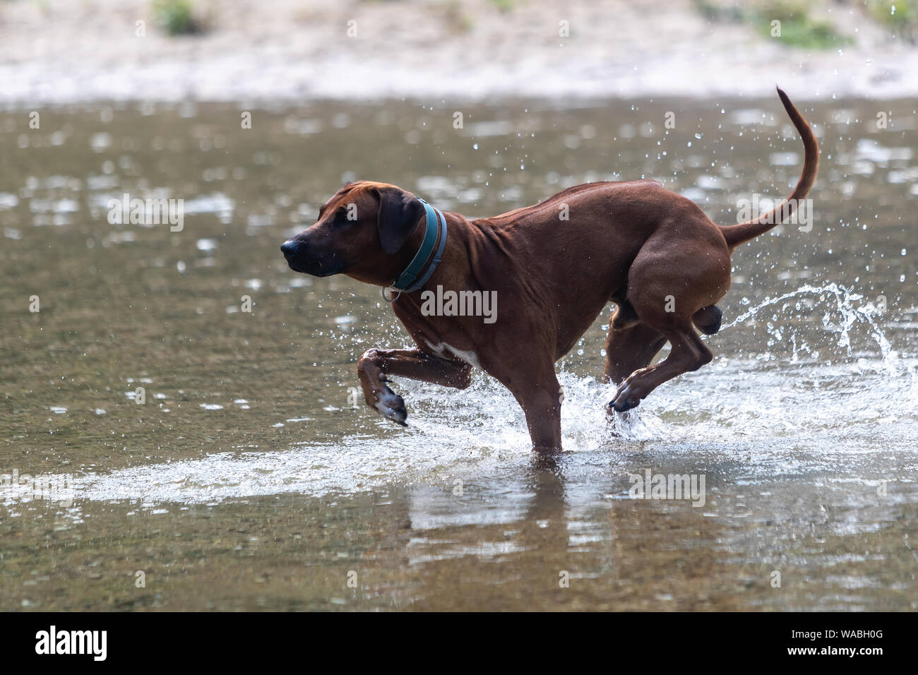 Ridgeback rhodesiano cane in riproduzione in streaming Foto Stock