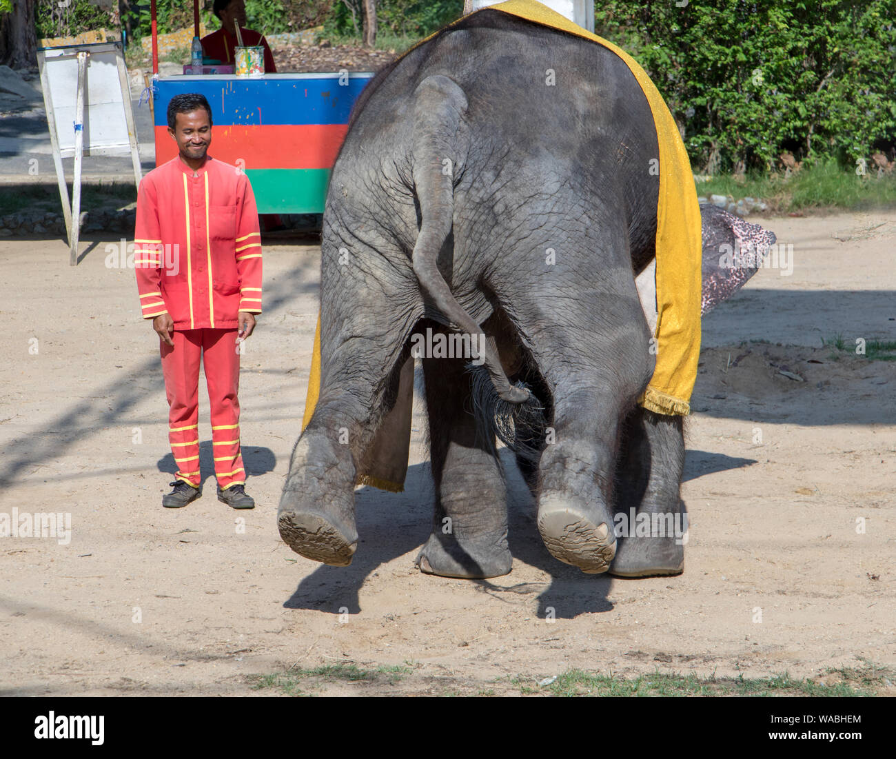 SAMUT PRAKAN, Thailandia, 18 maggio 2019, le prestazioni di un elefante addestrato in Thai Zoo. Tradizionale mostra con elefante a scena aperta. Foto Stock