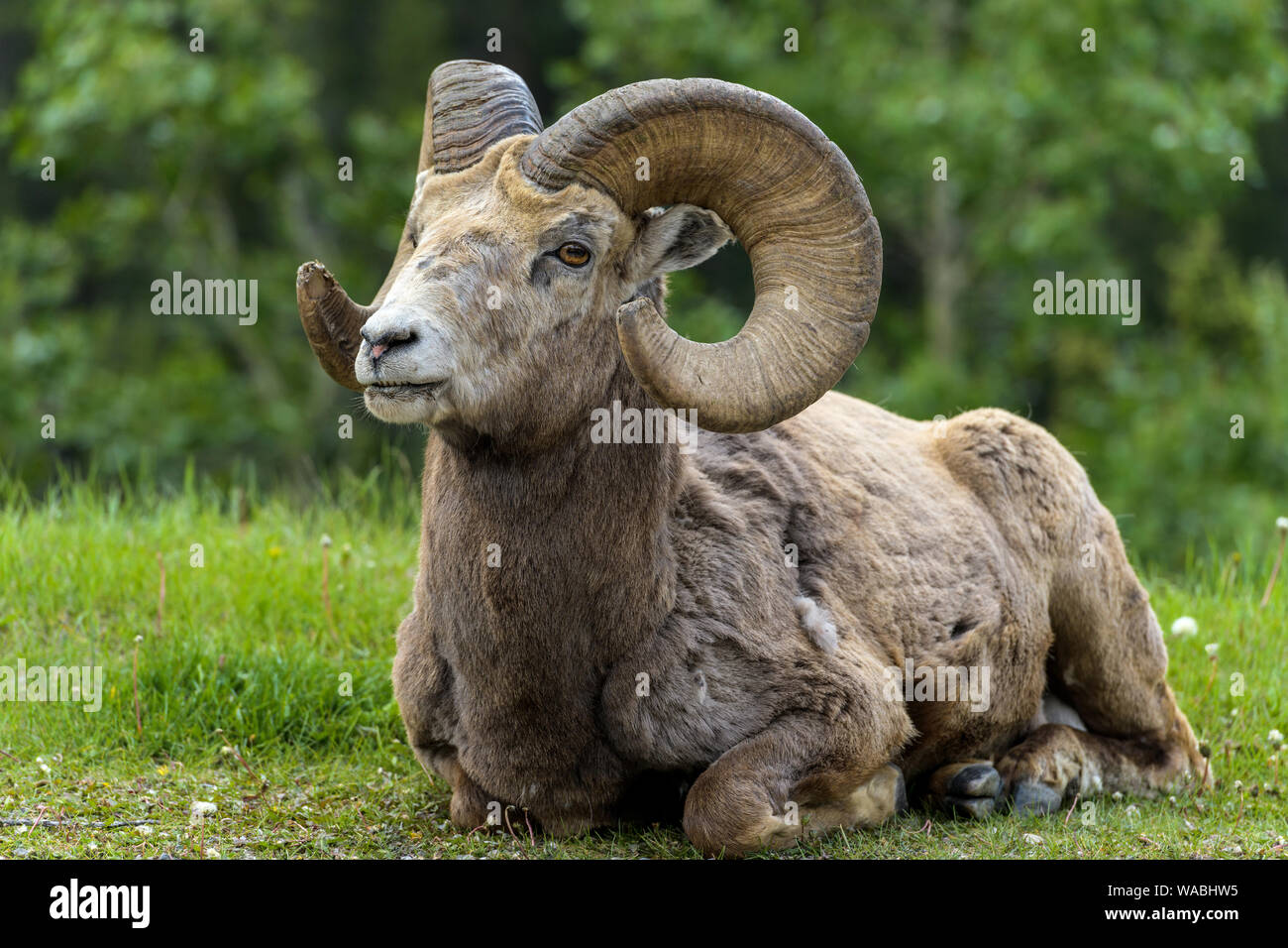 Bighorn Ram - Close-up vista frontale di un bighorn ram in appoggio su un prato a bordo di una foresta montagna vicino a due Jack Lake, il Parco Nazionale di Banff. Foto Stock