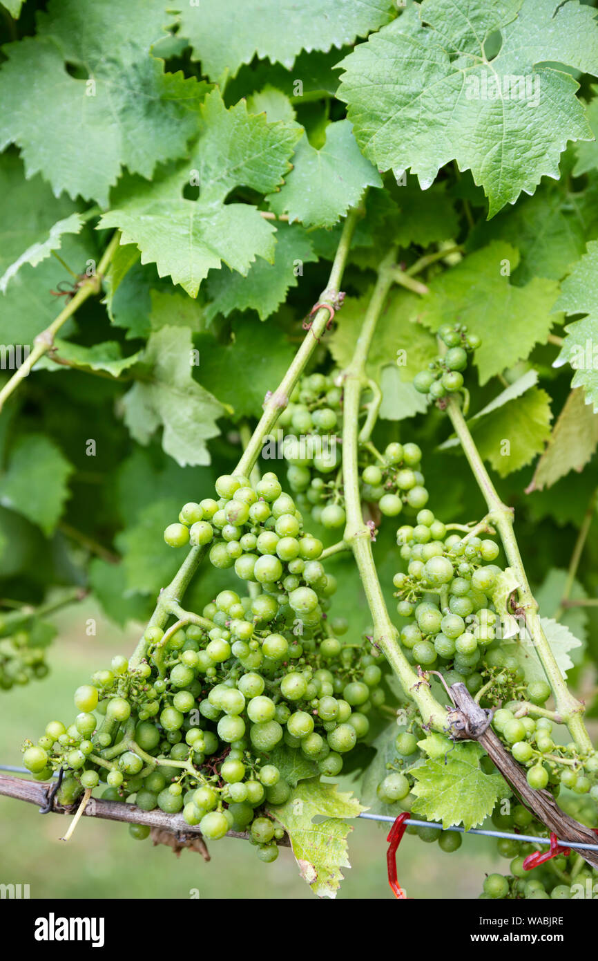 Ortega uve di vitigno piantato nel 1975, Biddenden vigneto, Biddenden, vicino a Ashford, Kent, England, Regno Unito, Europa Foto Stock