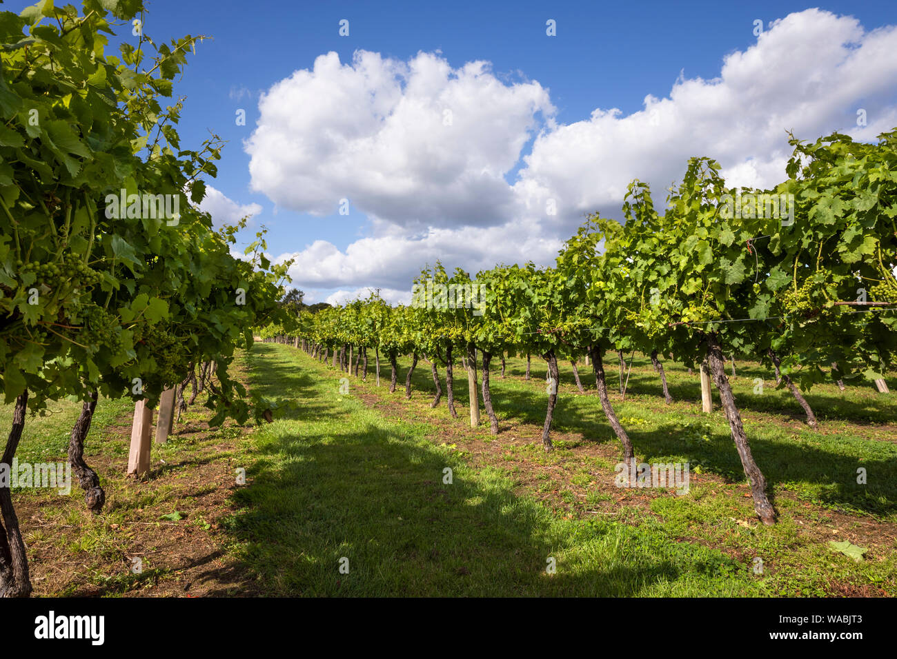 Righe di Ortega uve di vitigno piantato nel 1975, Biddenden vigneto, Biddenden, vicino a Ashford, Kent, England, Regno Unito, Europa Foto Stock