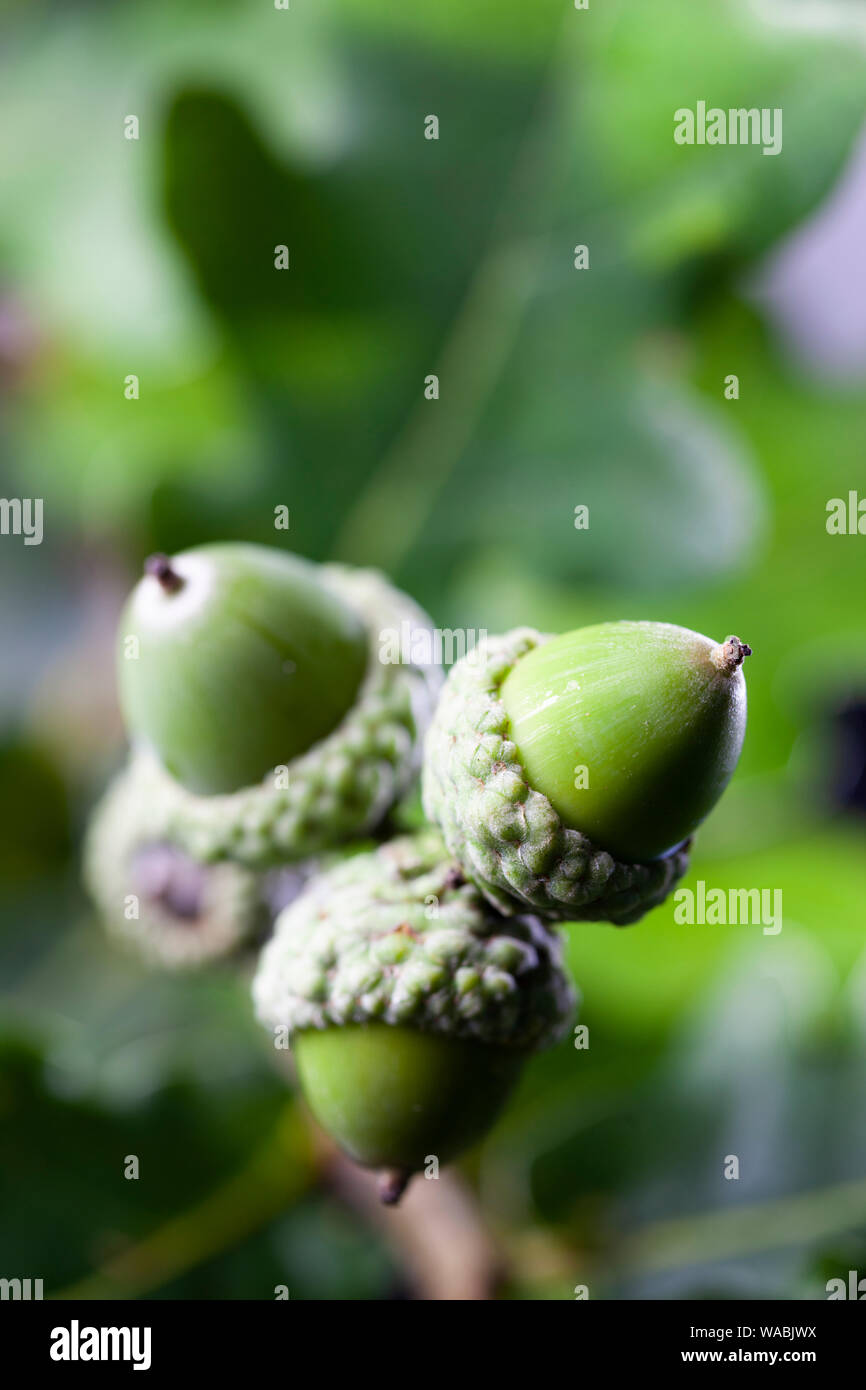Ghiande di quercia, East Sussex, England, Regno Unito, Europa Foto Stock