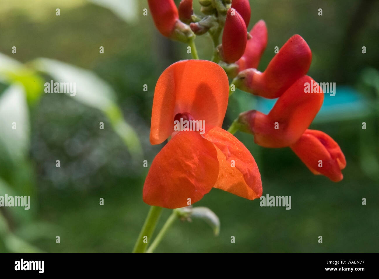 Runner bean fioriscono aperti per le api Foto Stock