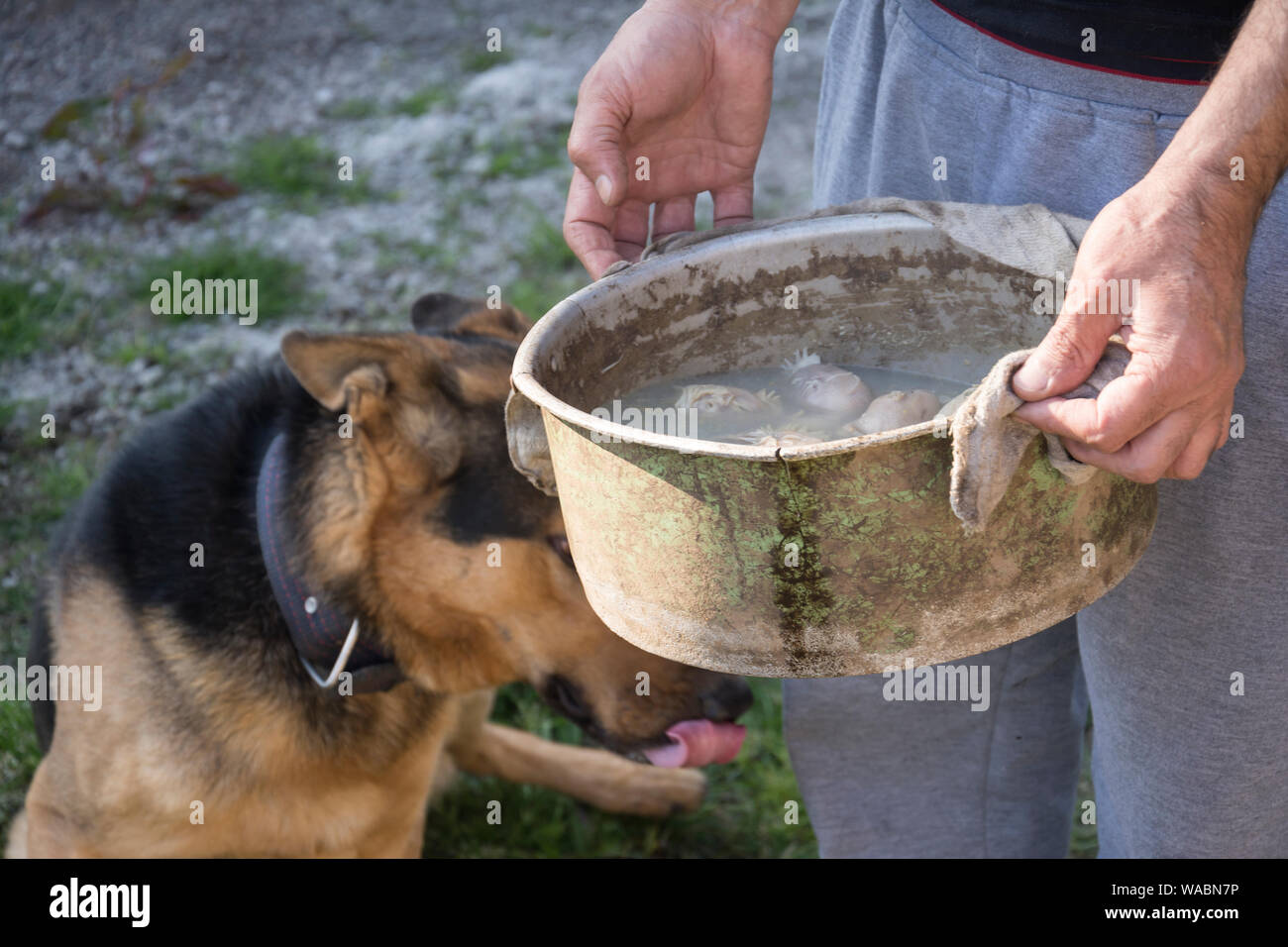Il Pet proprietario fresco cotto galline testa di cane pasto, sana nutrizione fatti in casa per il cane domestico Foto Stock