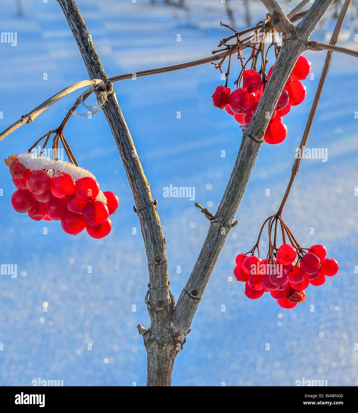 Pallon di maggio di bacche rosse con coperta di neve - decorazioni luminose della foresta di inverno e alimentazione di svernamento degli uccelli. Frosty giornata soleggiata, ombre blu sulla neve Foto Stock
