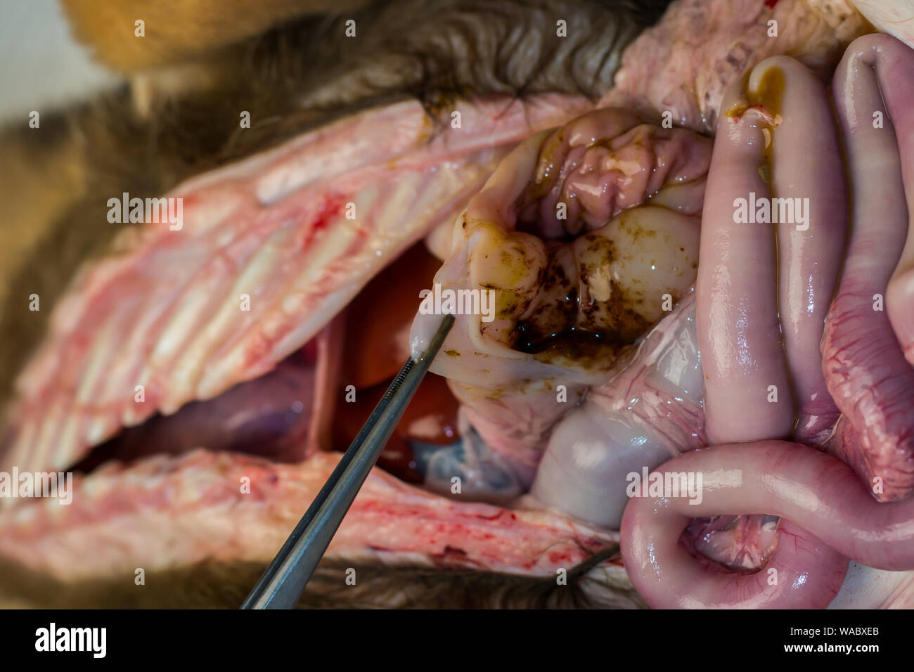 Gastrico di edema della mucosa a causa hypoproteinemia nel cane dopo parvovirosis Foto Stock