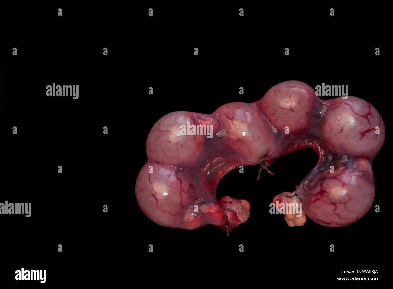 Gravidanza utero di un gatto in 3 settimane isolato Foto Stock