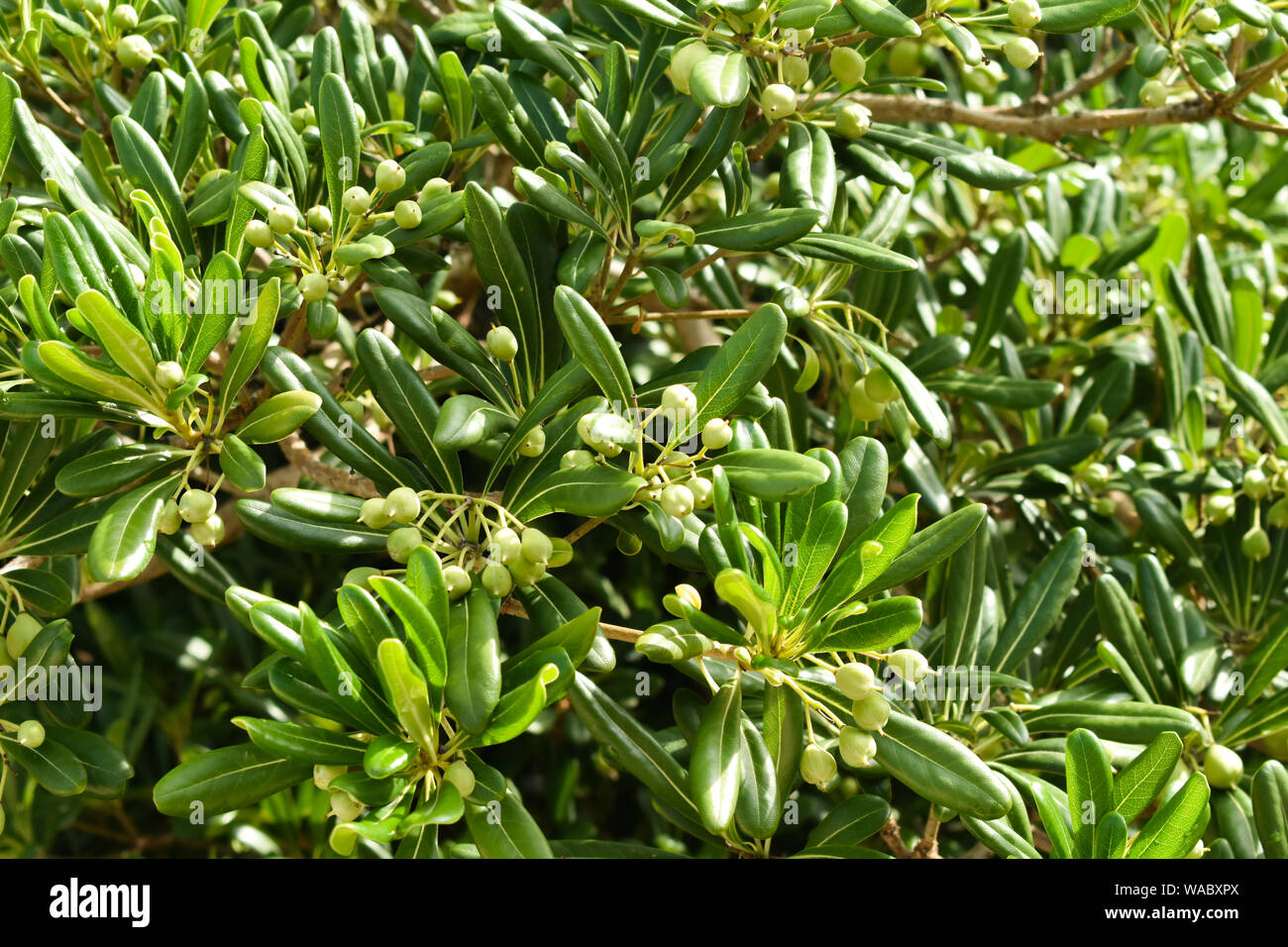 Olive verdi su un albero. Foto Stock