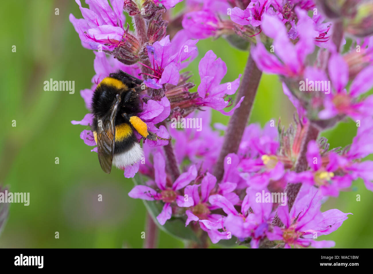 Erdhummel, Blütenbesuch un Blutweiderich, mit Pollenhöschen, Bombus spec., Bombus, Bombus terrestris-aggr., Bombus terrestris s. lat., Bumble Bee Foto Stock