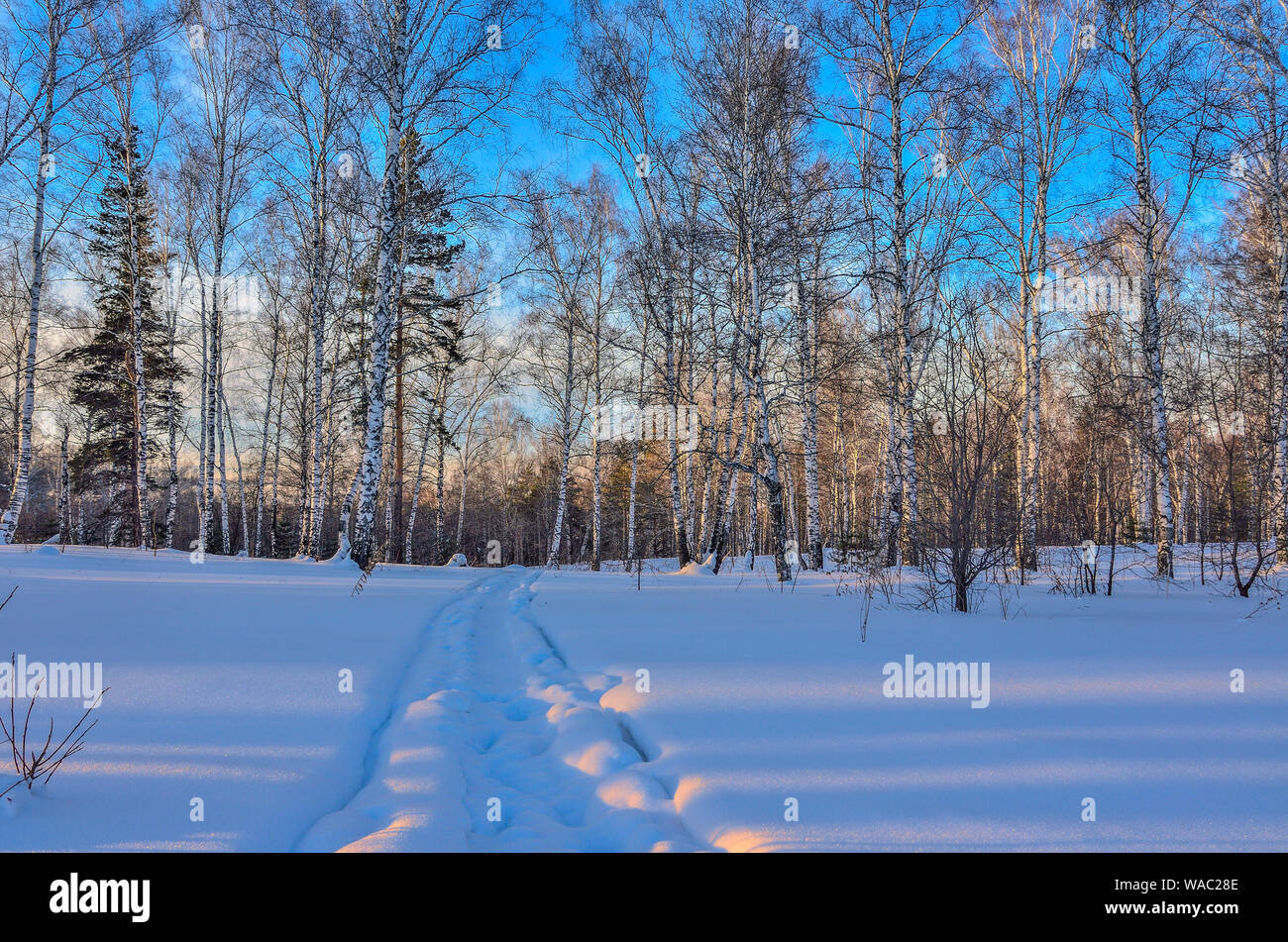 Il pittoresco paesaggio invernale innevato in betulla e il bosco di abete rosso al tramonto. Rosa il bagliore del sole al tramonto e il blu delle ombre sulla neve. Le betulle bianche linee Foto Stock