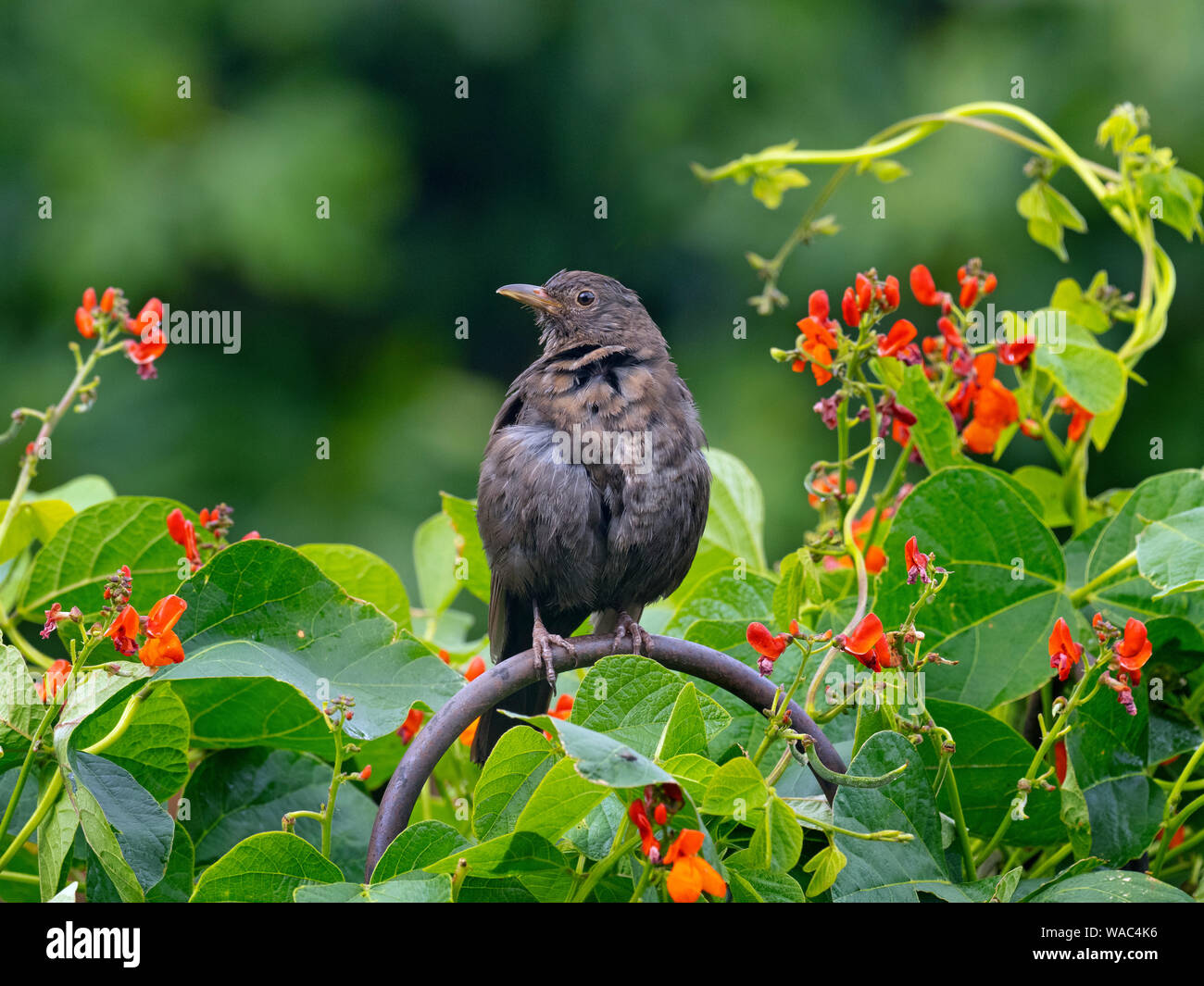Merlo Turdus merula femmina appollaiata in giardino su un runner bean il raccolto Foto Stock