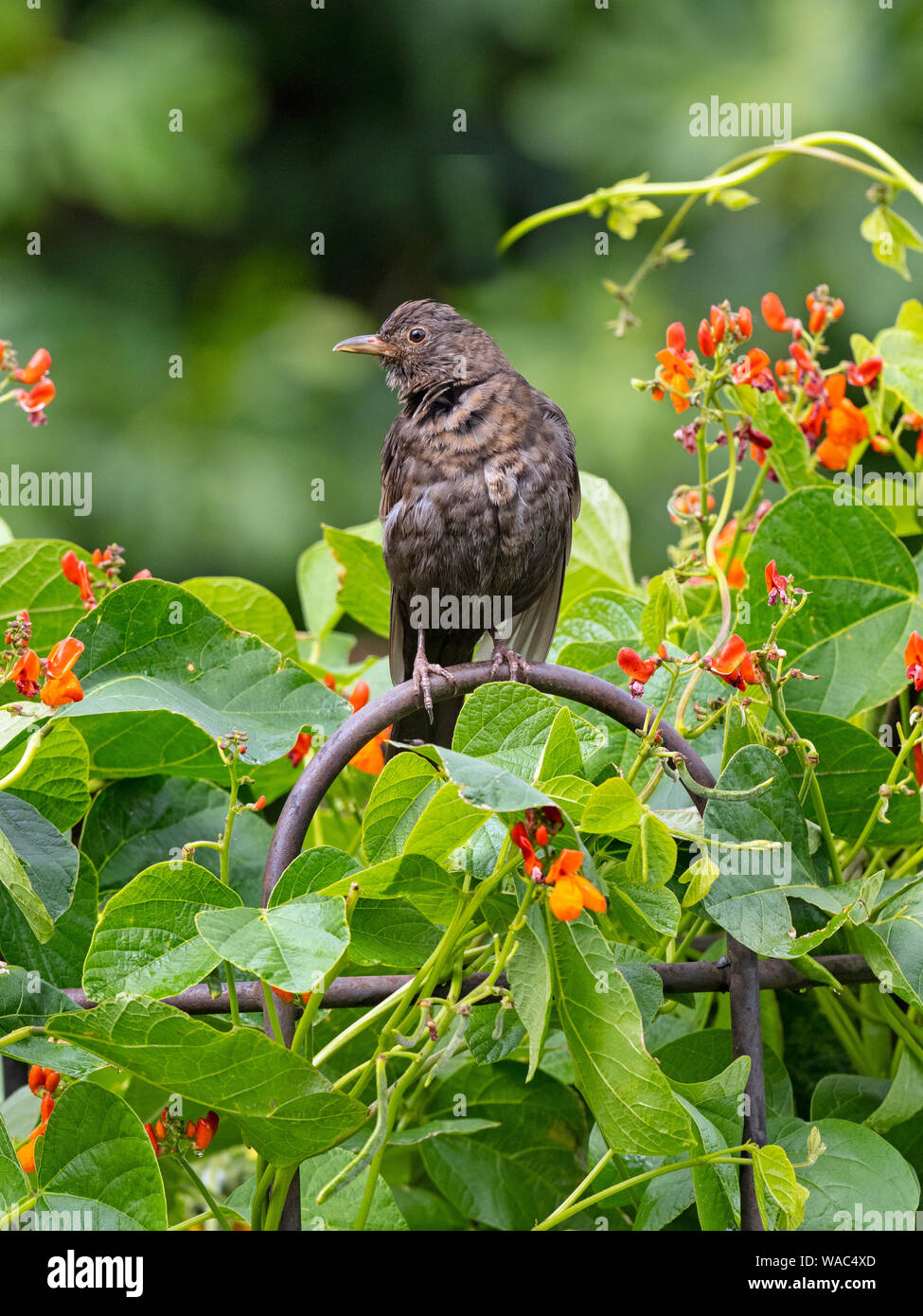 Merlo Turdus merula femmina appollaiata in giardino su un runner bean il raccolto Foto Stock