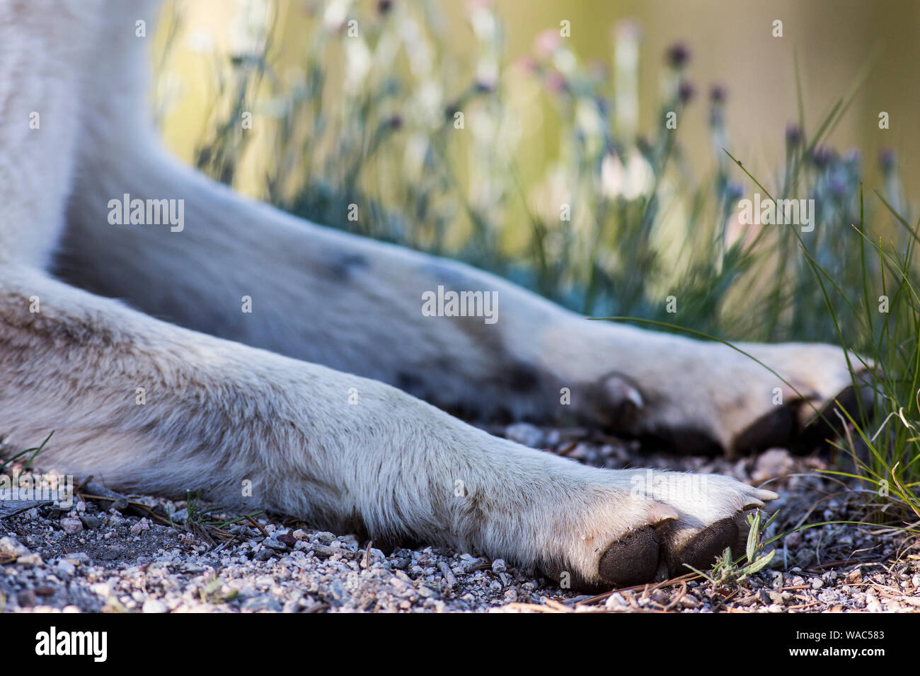 Primo piano dettagliato delle zampe di cane. Foto Stock