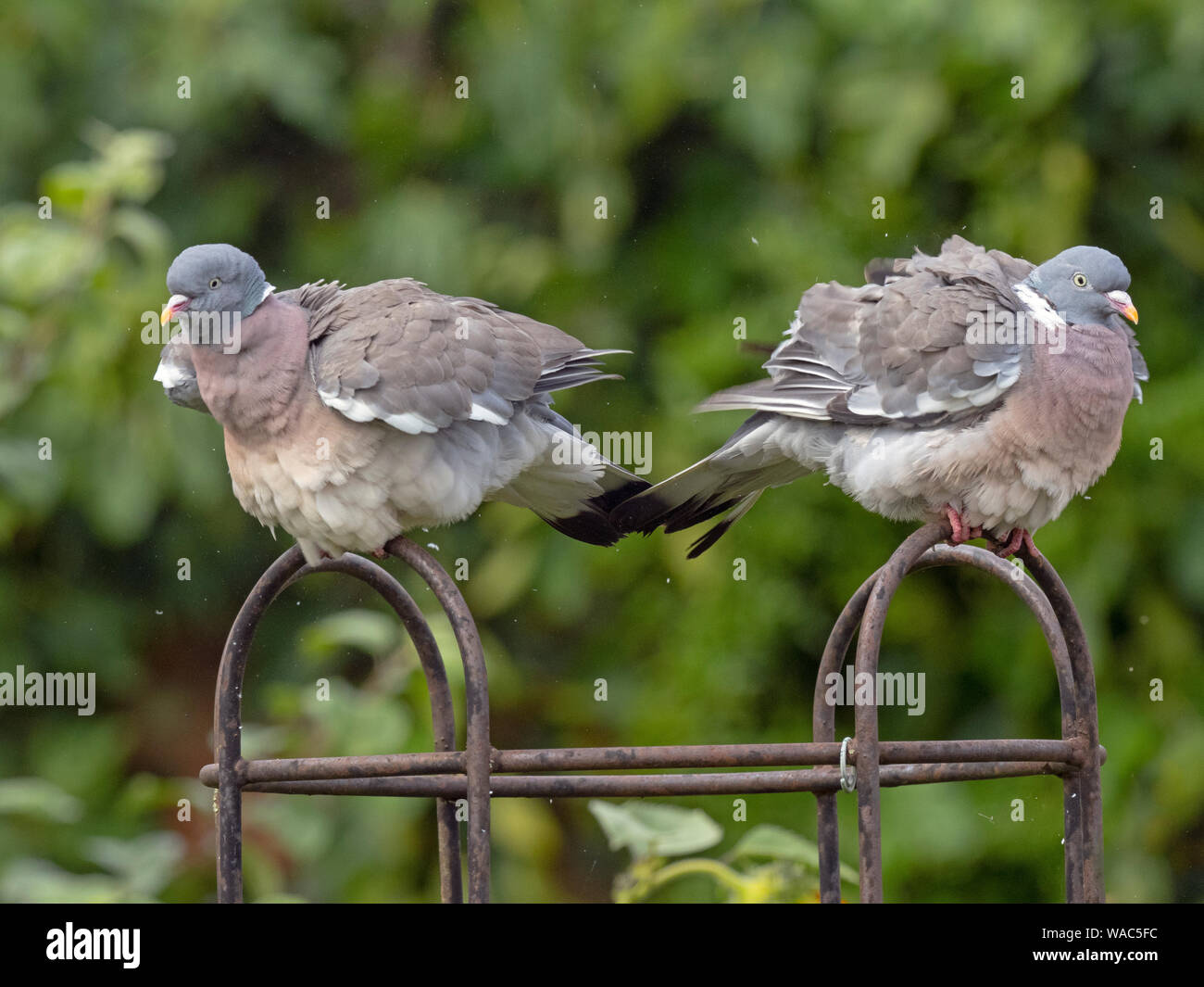 Colombaccio Columba palumbus coppia sul traliccio di rose dopo la doccia a pioggia Foto Stock