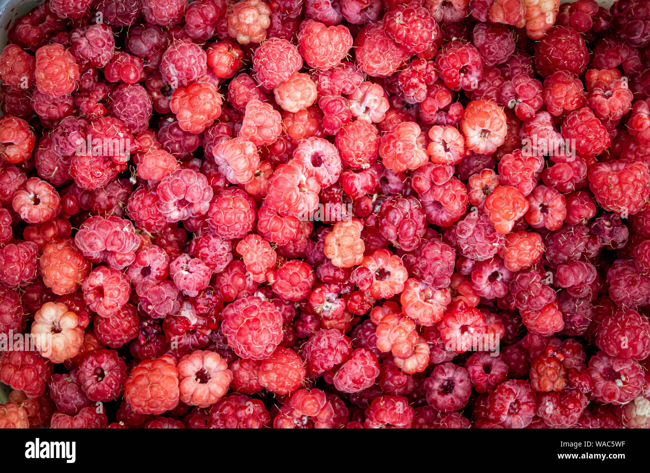 Telaio completo di rosso dei lamponi freschi Sano frutta estiva, raccolta reale ad alto angolo di visione Foto Stock