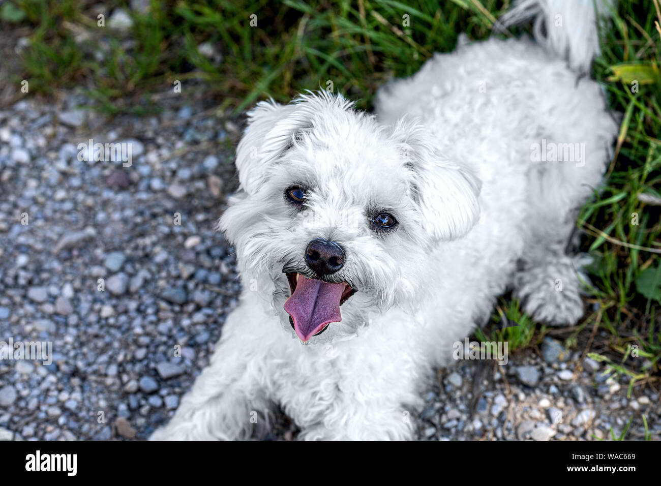 Grazioso piccolo cane Maltese guardando nella telecamera Foto Stock