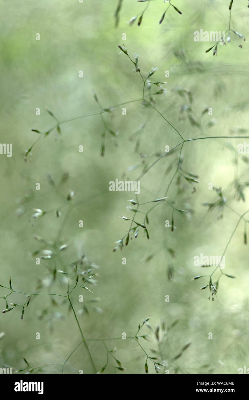 Graminacee selvatiche in un prato, England, Regno Unito Foto Stock