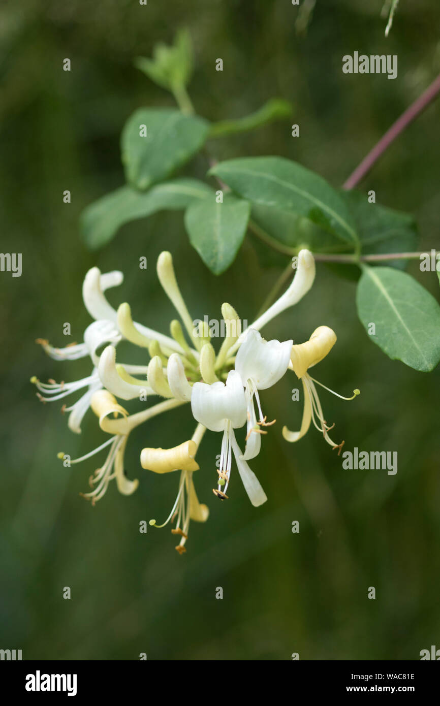 Caprifoglio nativo 'Lonicera periclymenum', England, Regno Unito Foto Stock