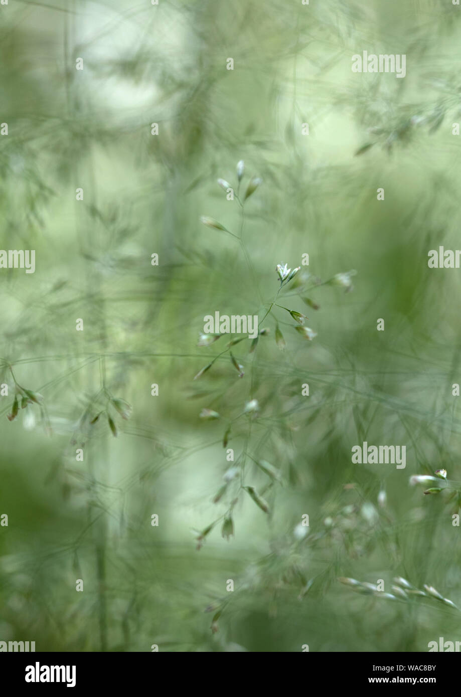 Graminacee selvatiche in un prato, England, Regno Unito Foto Stock