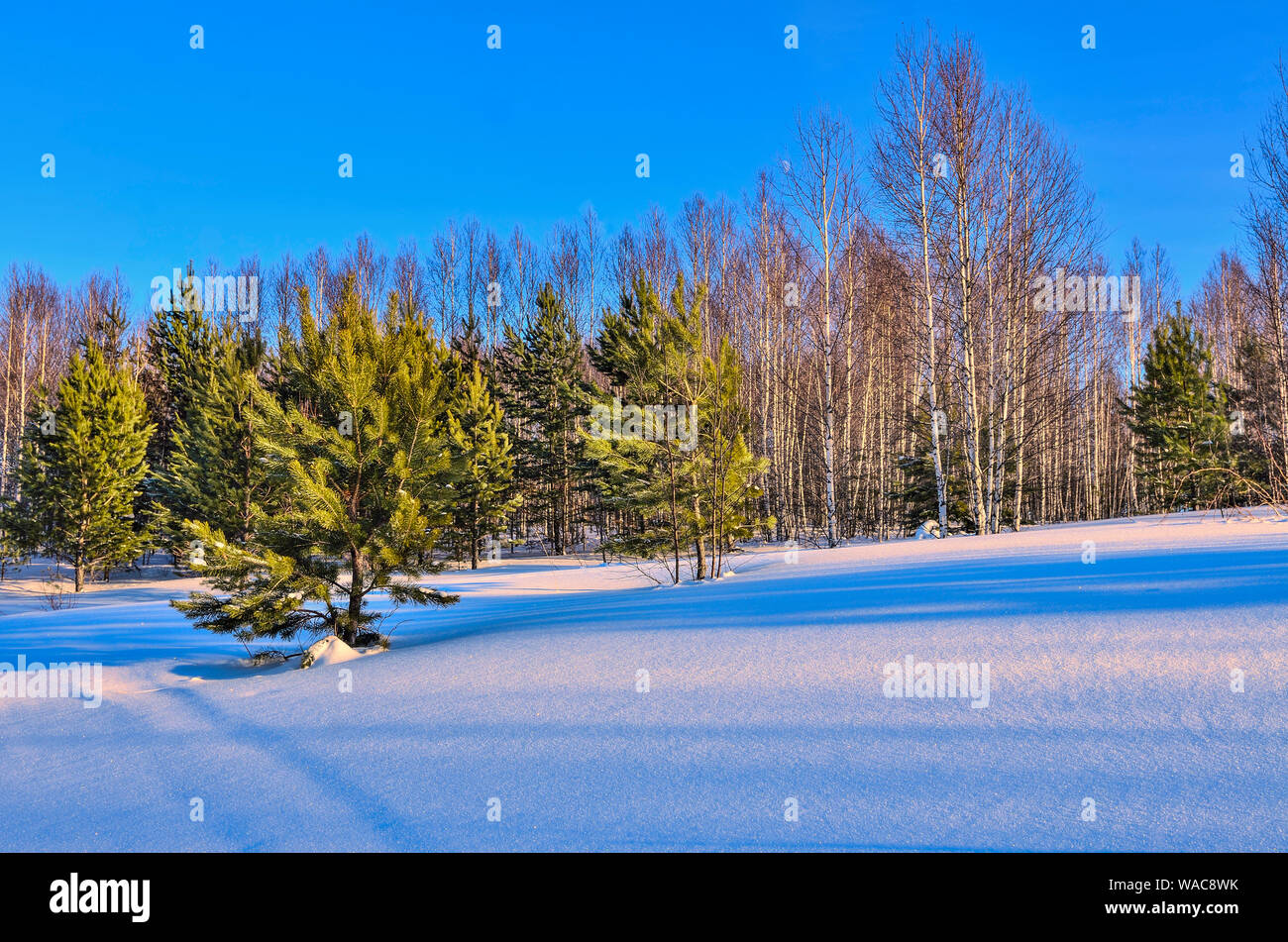 Il pittoresco paesaggio invernale innevato in betulla e il bosco di abete rosso al tramonto. Rosa il bagliore del sole al tramonto e il blu delle ombre sulla neve. Le betulle bianche linee Foto Stock