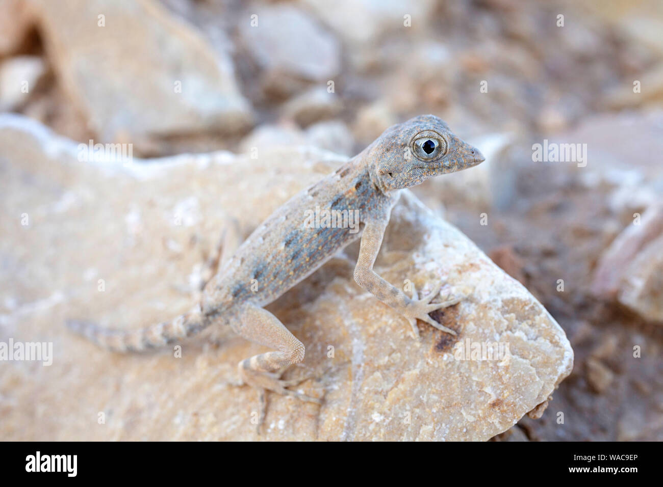 Rock gecko semaforo su una roccia , trovato su Masirah island, il sultanato di Oman Foto Stock