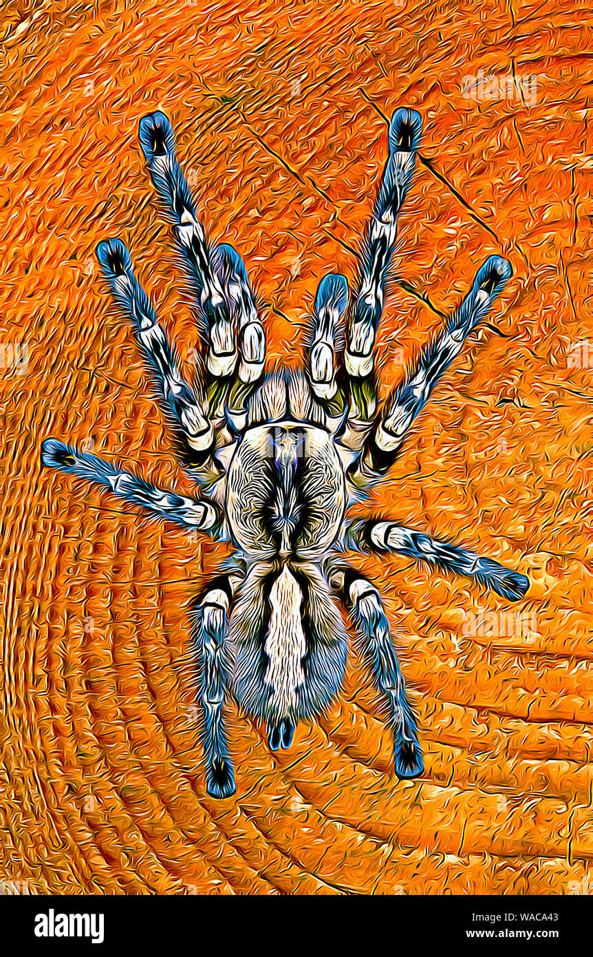 Tarantola ornamentale indiana (Poecilotheria Regalis) arte digitale Foto Stock