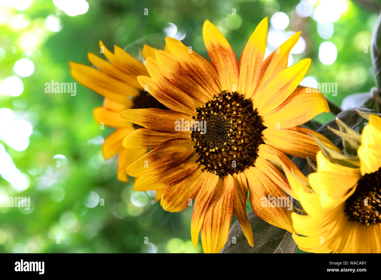 Bella estate bouquet di girasoli su uno sfondo di verdi alberi. Sfondo. Di colore giallo brillante piante naturali sono botanico fiori di girasole. Vite Foto Stock