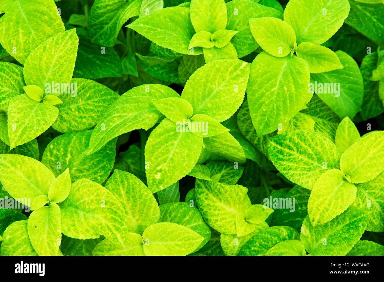 Colore giallo-verde piante ornamentali Coleus. Sfondo. Mono-colore aiuola di coleus decorativa. Ordina la gloria del Lussemburgo. Botanical Foto Stock