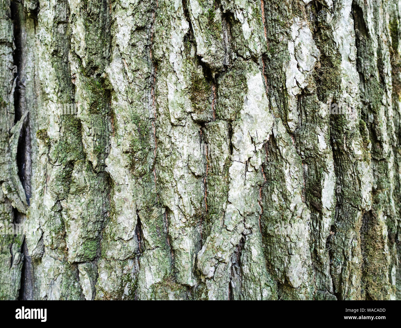 Orizzontale sfondo naturale - corteccia del vecchio albero di quercia (Quercus robur, quercia comune) ricoperta da moss close-up Foto Stock