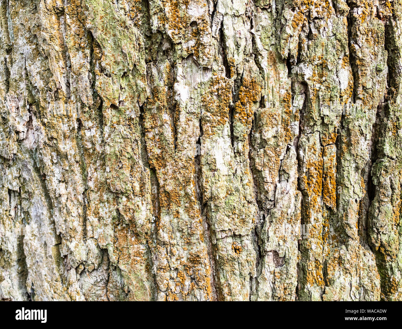 Orizzontale sfondo naturale - corteccia del vecchio albero di quercia (Quercus robur, quercia comune) close-up Foto Stock