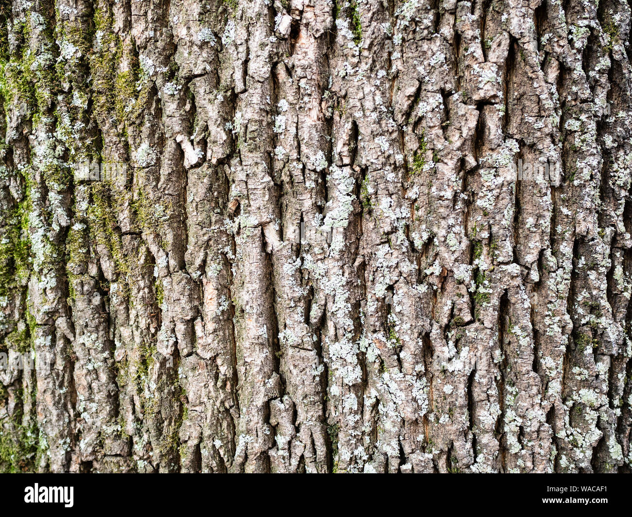 Orizzontale sfondo naturale - corteccia del vecchio albero di Acero (Acer platanoides, Norvegia maple) close-up Foto Stock