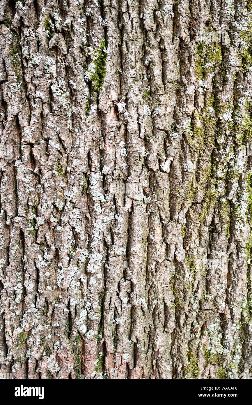 Verticale sfondo naturale - corteccia del vecchio albero di Acero (Acer platanoides, Norvegia maple) close-up Foto Stock