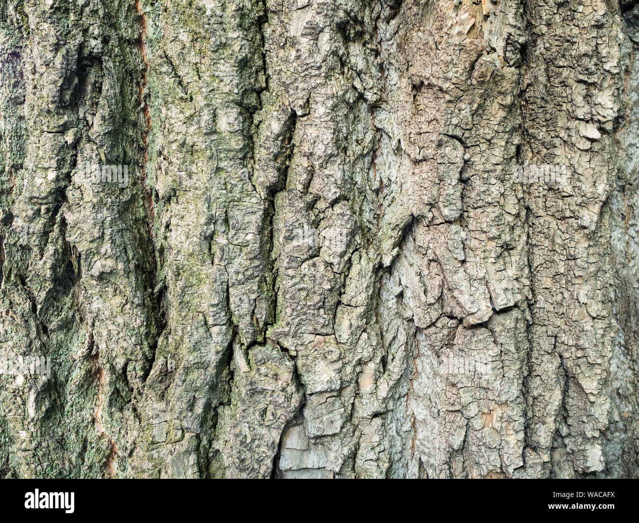 Orizzontale sfondo naturale - corteccia di coppia Poplar Tree (Populus nigra, pioppo nero) close-up Foto Stock