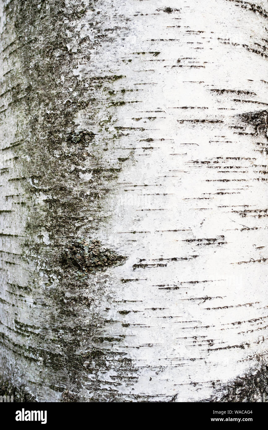 Verticale sfondo naturale - corteccia di coppia betulla ( betula alba, betula pubescens, bianco betulla) close-up Foto Stock