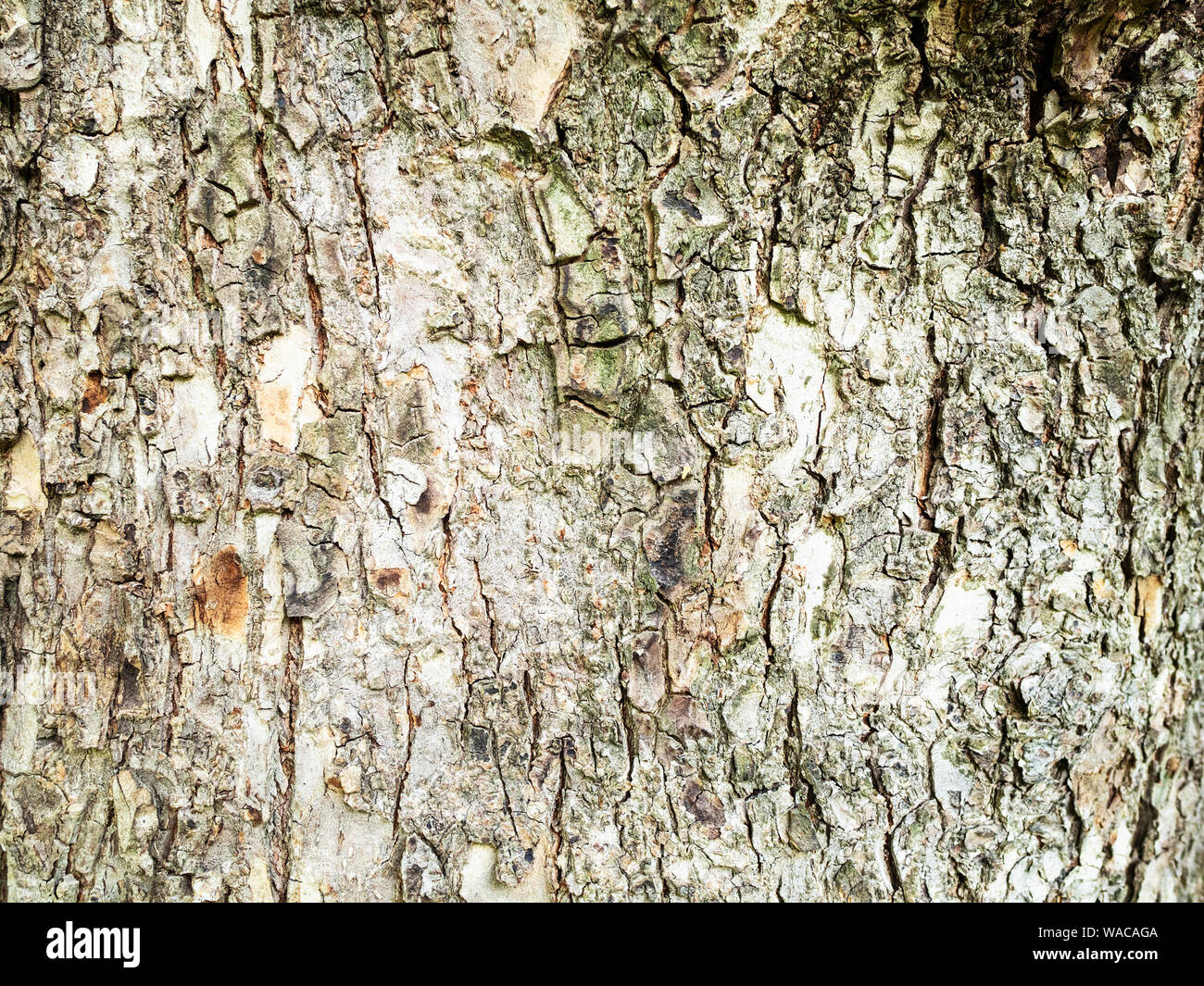 Orizzontale sfondo naturale - corteccia di coppia olmo (Ulmus laevis, russo elm) close-up Foto Stock
