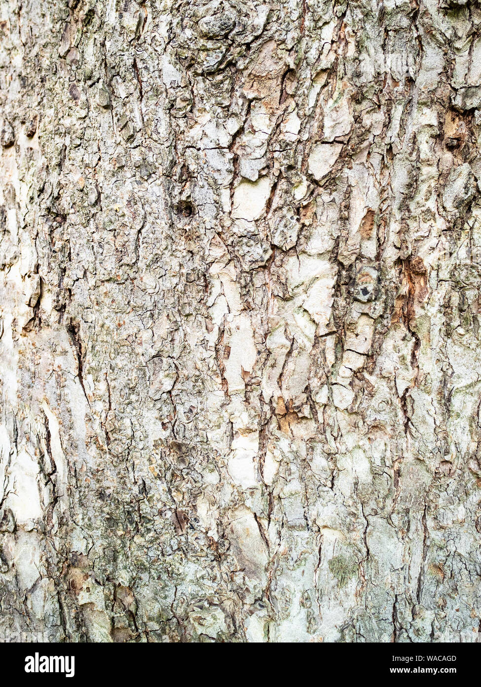 Verticale sfondo naturale - corteccia di coppia olmo (Ulmus laevis, russo elm) close-up Foto Stock