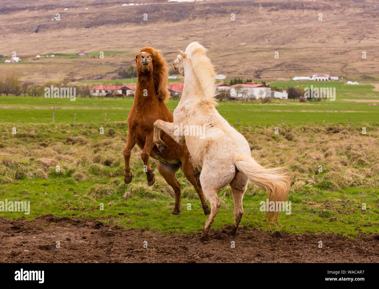 BORGARFJORDUR SUPERIORE, Islanda - cavalli islandesi giocando in agriturismo vicino a Rykholt. Foto Stock